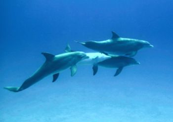 dolphins playing around in Nassau.  Coolpix5000. February... by Sally Thomson 